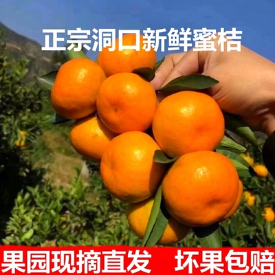 无籽蜜桔子早熟青皮酸甜孕妇橘子薄皮产地湖南洞口应当季新鲜水果