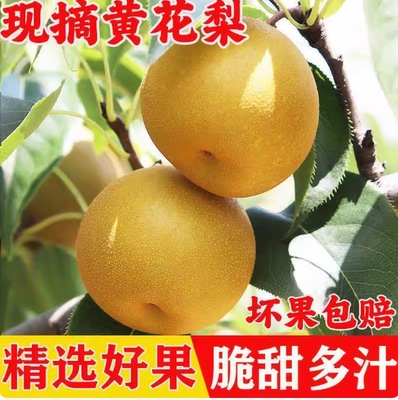 湖北沙梨黄花梨脆甜多汁沙梨产地直发皮薄新鲜香梨新鲜水果