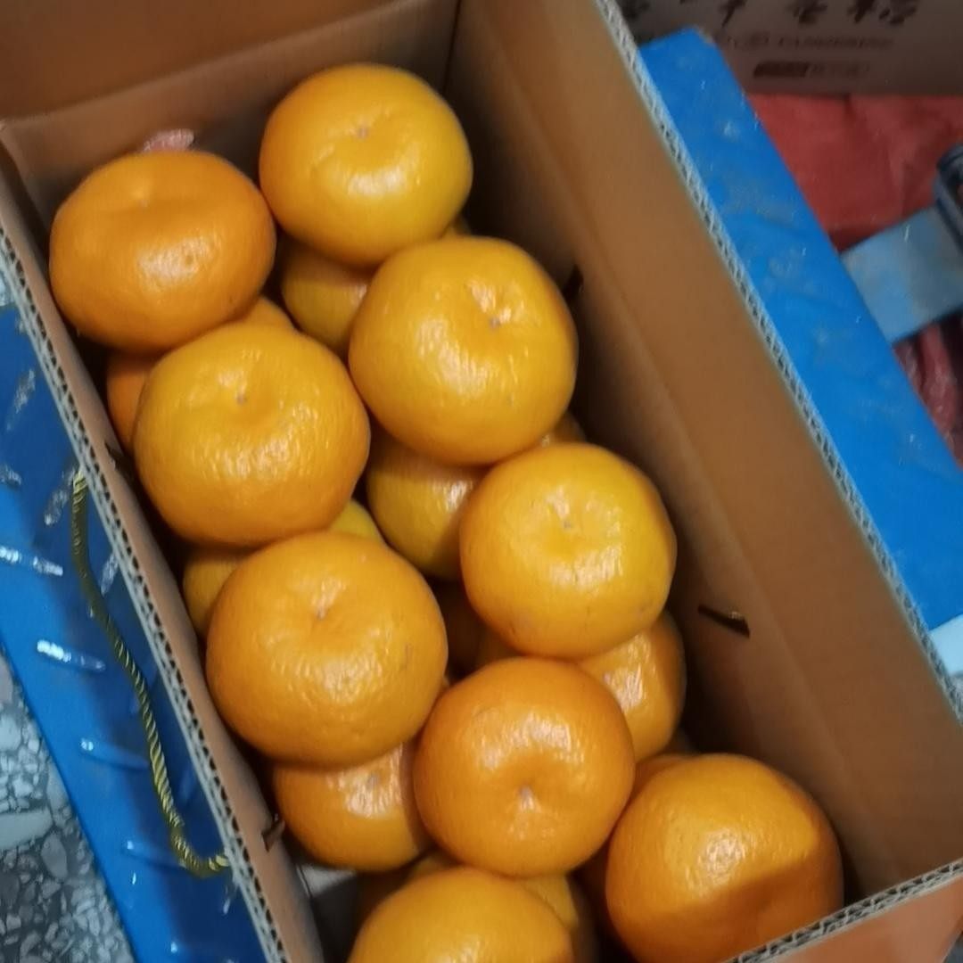 无籽蜜桔子早熟青皮酸甜孕妇橘子薄皮应当季新鲜水果产地湖南洞口