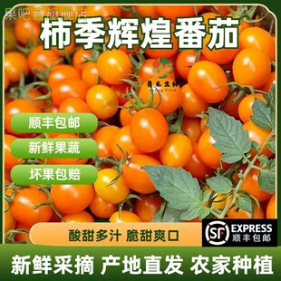 橙黄色柿季辉煌小番茄可搭配贝贝千禧迷恋青甜多色小西红柿混搭选