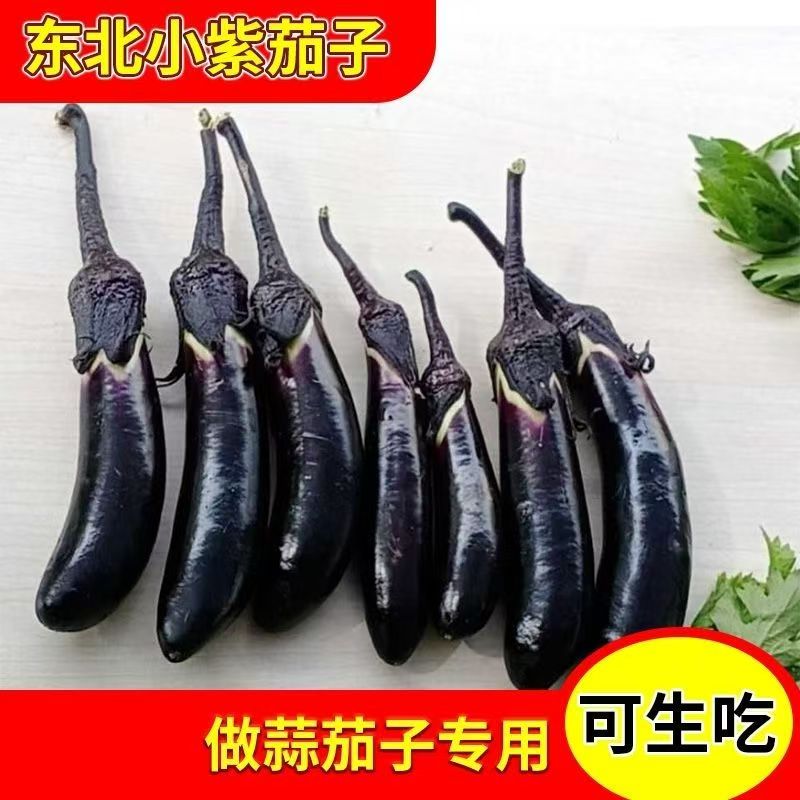 东北黑裤紫把小茄子生吃小茄子新鲜农家自种新鲜蔬菜蒜茄子