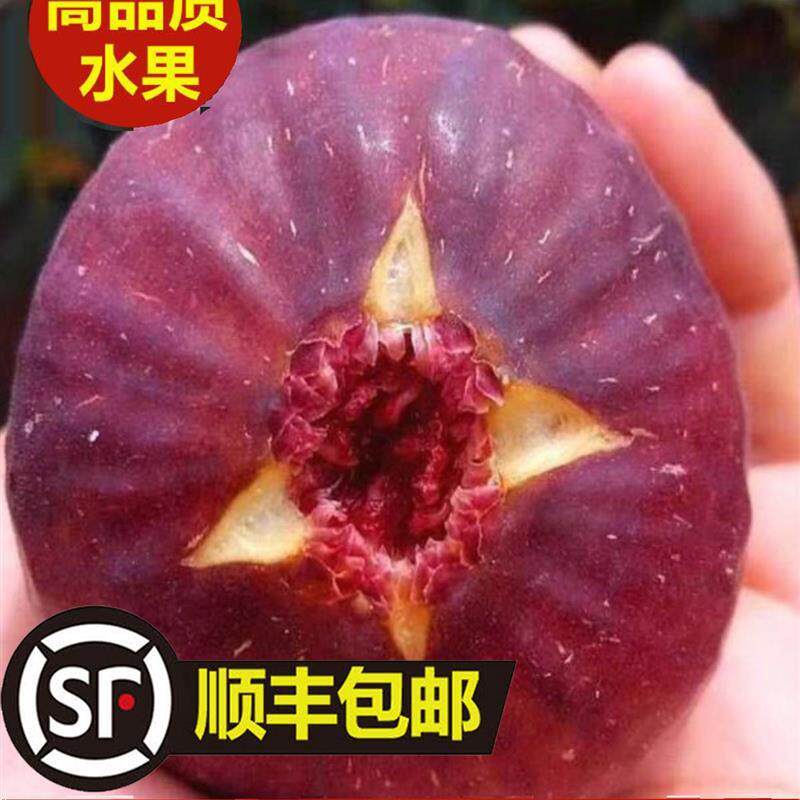 正宗新疆优选红皮无花果当季新鲜现摘树上熟糖包子整箱顺丰包邮