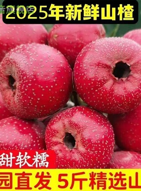 山楂鲜果正宗大五菱金星现摘酸甜新鲜大棉球甜红子山楂批发一整箱