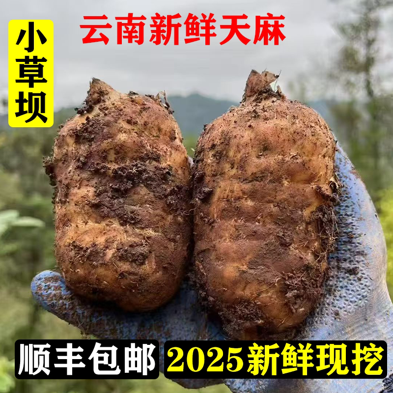 小草坝乌天麻鲜挖顺丰包邮