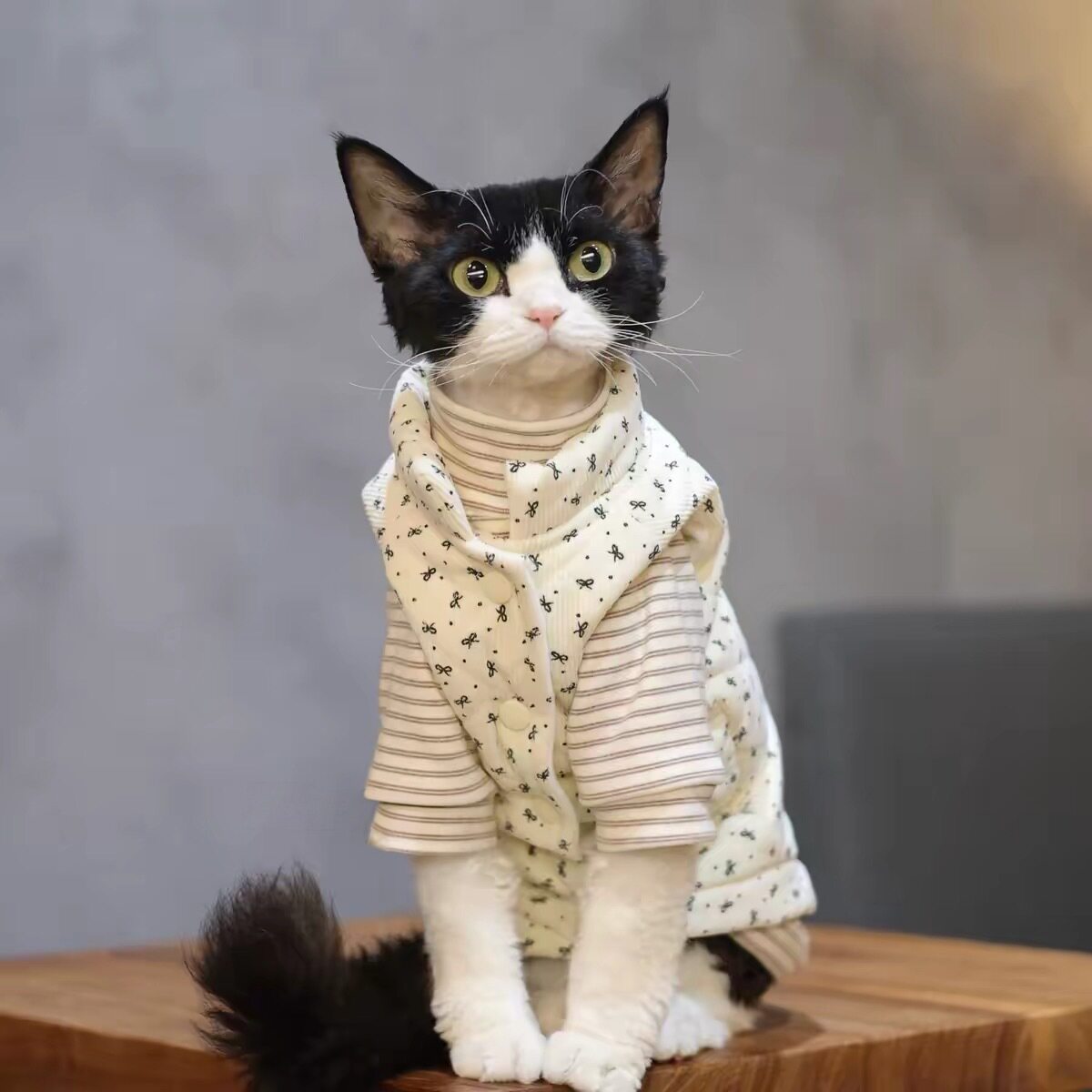 德文斯芬克斯猫咪秋冬保暖加厚衣