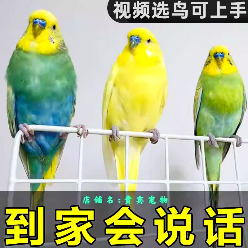 虎皮鹦鹉活鸟会说话的手养鹦鹉鸟