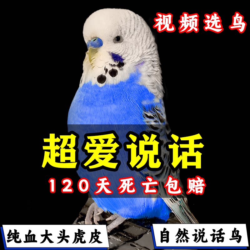 虎皮鹦鹉活鸟会说话的宠物活体鸟