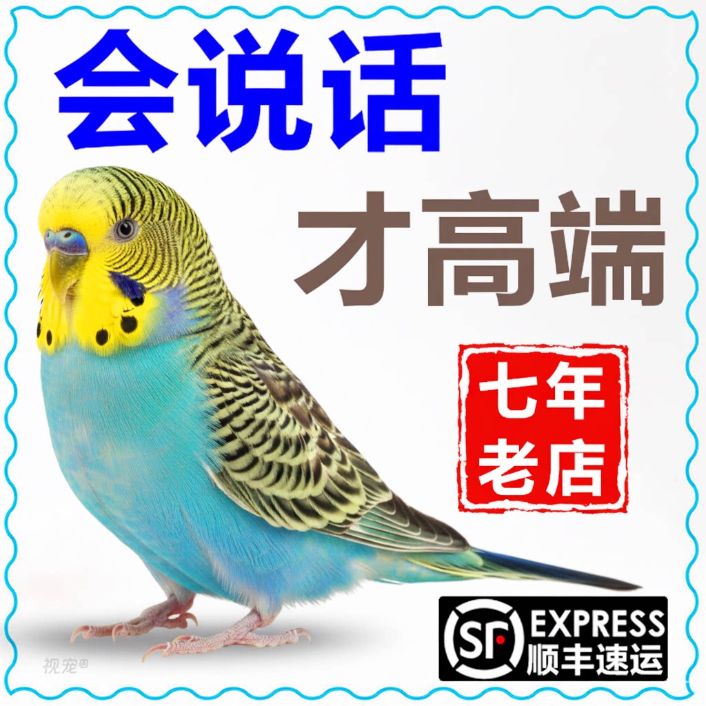 会说话鹦鹉纯手养大头虎皮活鸟宠物亲人上手活体鸟包繁殖儿童可养