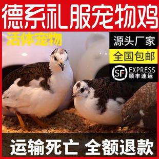 60天左右 网红芦丁鸡宠物鸡活物迷你鸡可观赏可下蛋全色系40