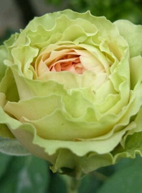 绿星大花月季大苗绿色花朵四季植物阳台别墅花卉玫瑰盆栽庭院地栽