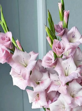 烟灰色剑兰鲜花云南直发室内水培花束绿植插花唐菖蒲鲜切花真花