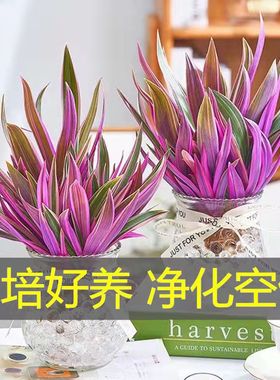 【水培紫露兰】紫色多肉植物办公室内电脑桌面绿植花卉盆栽防辐射