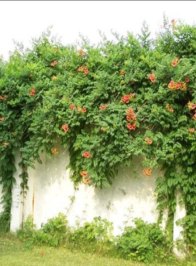 爬藤植物 绿色藤本绿植花生长快凌霄花苗 凌霄花 凌霄苗爬墙蔷薇