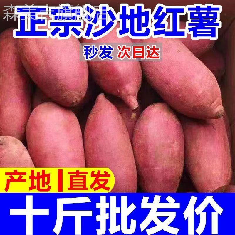 沙地新板栗红薯10斤现挖现发超甜非西瓜红蜜薯糖心板栗薯新鲜地瓜