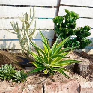 玉麒麟沙仙人掌植物绿麒麟物国帝ARA麒麟掌生植物造景植多肉植物