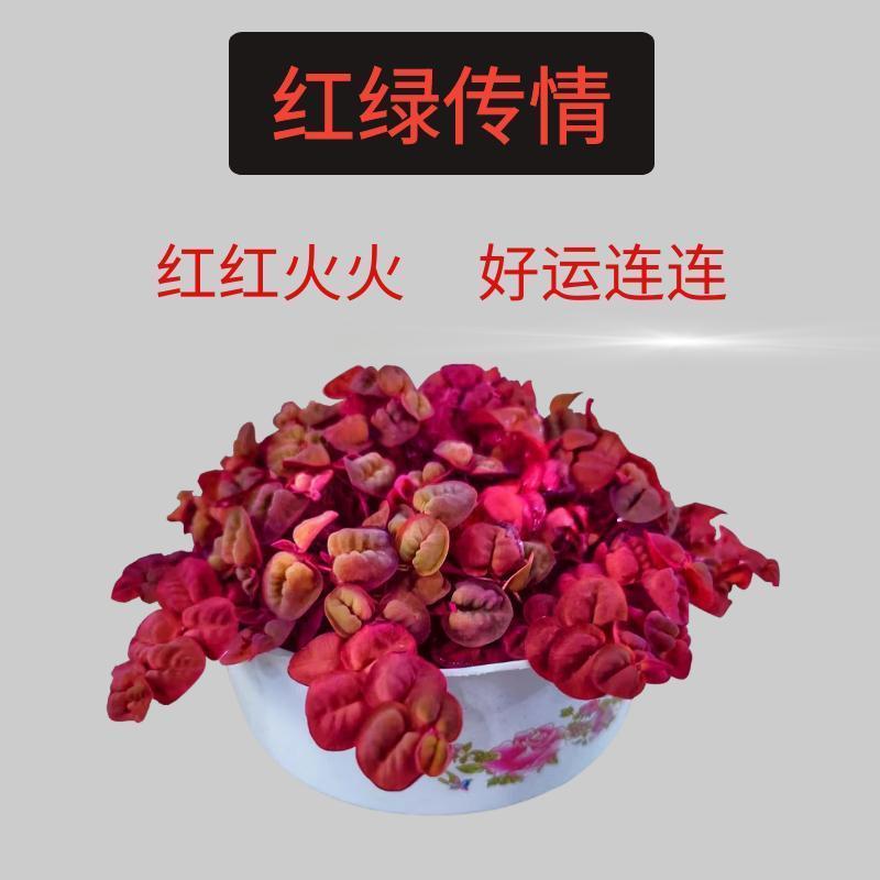 四季旺宅水培绿植盆栽室内好养花卉大全养不死养植物红玫瑰懒人花