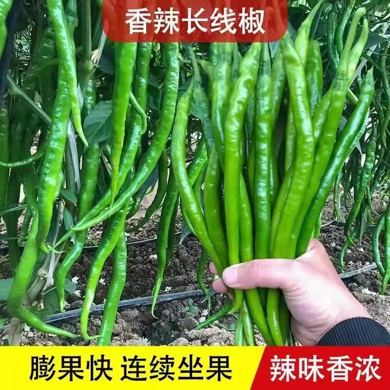 欧兰德国线2021线椒种子特长软皮薄皮长线条椒黄绿皮辣椒种子籽孑