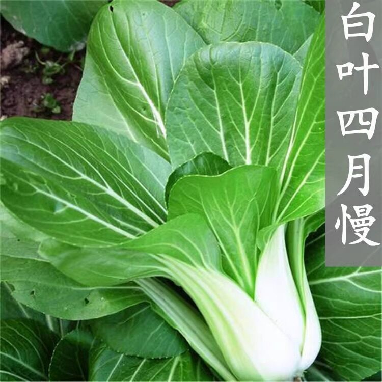 四月慢油菜种子抗病耐热耐寒耐抽苔矮脚苏州青菜四季播种蔬菜种子