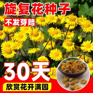 旋覆花种子别名金佛花种子四季开花金佛草籽六月菊旋复花草种籽子