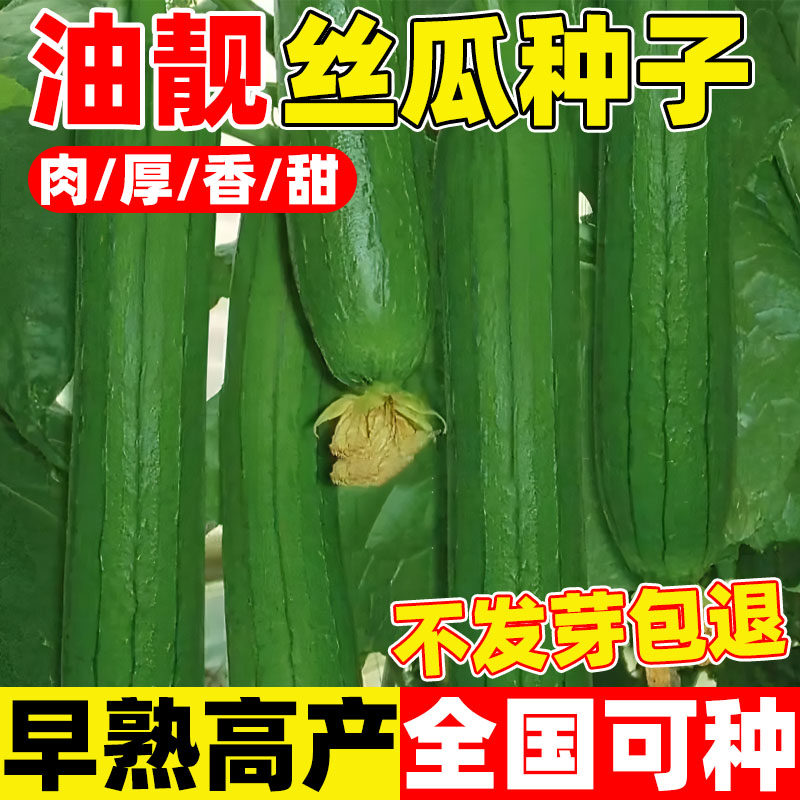 油靓丝瓜种子油皮丝瓜短棒油亮丝瓜种籽肉厚味浓一代杂交水瓜种子,鲜花速递/花卉仿真/绿植园艺,家庭园艺种子,淘宝优惠券,粉丝福利购,淘宝优惠卷