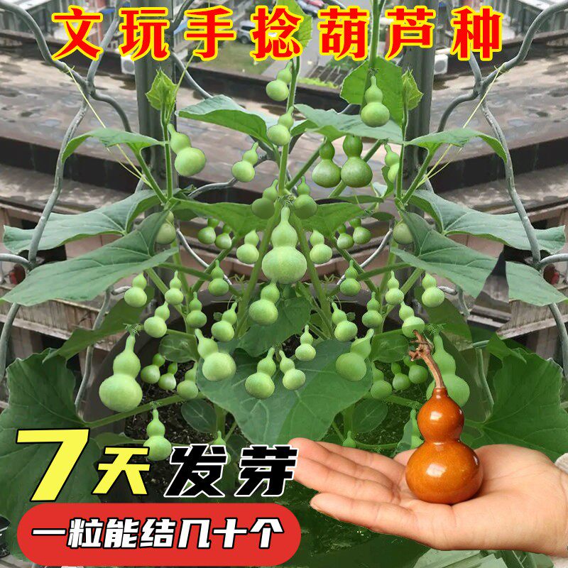 文玩手捻葫芦种子阳台盆栽特大亚家庭园艺种子