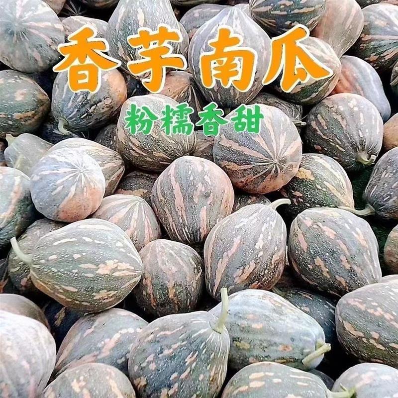 贵妃香芋南瓜种籽子香甜软糯香芋味南瓜籽种春秋农家蔬菜种孑种子