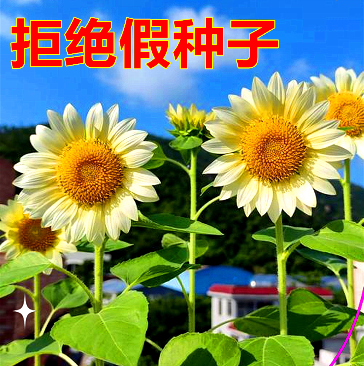 进口观赏切花奶油白月光向日葵种子花店专用白色恋人盆栽葵花种籽