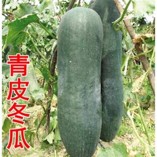 冬瓜种子广东青皮 青皮大冬瓜种籽老品种四季蔬菜可留种蔬菜种孑