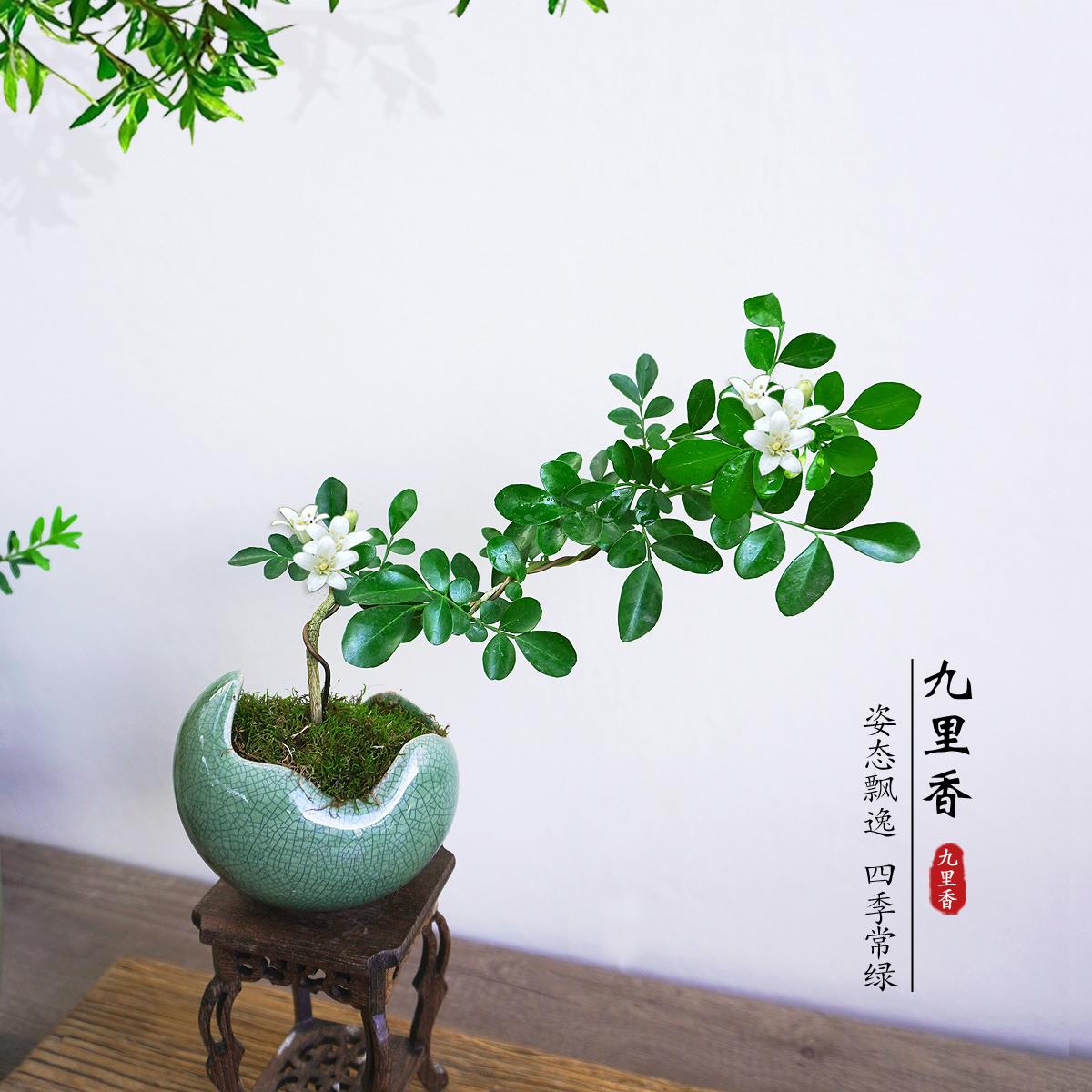 九里香盆景七里香室内小盆栽中式桌面开花绿植办公桌茶室植物摆件