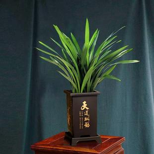 好养紫砂盆 兰花墨兰盆栽企黑带花苞盆景桌面室内植物花卉绿植四季