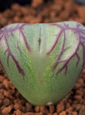 送奶杂F2代岛田番杏生石花屁股花pp肉锥植物室内盆栽爱萌多肉
