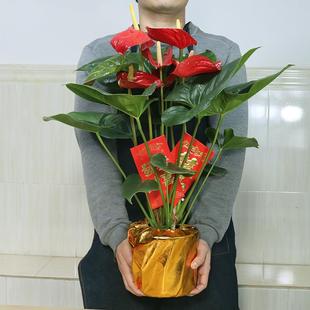 开花好养绿植吸甲醇 红掌盆栽大盆带花室内客厅办公桌花卉植物四季