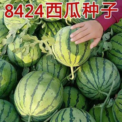 8424麒麟懒汉西瓜超甜美都甜王无籽四季蔬菜水果南方花皮西瓜新鲜