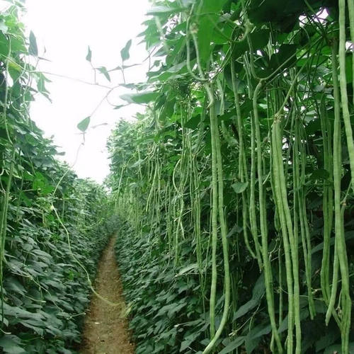 摘不败特长豇豆角种子高产绿先锋长豆角绿豇豆角种子春季蔬菜种子