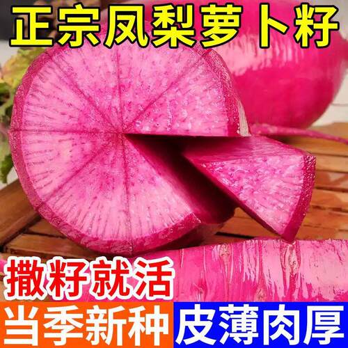 凤梨水果萝卜种籽大全红
