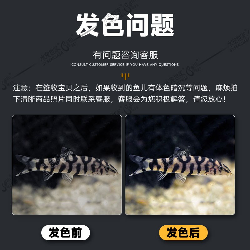 Y纹鼠活体老鼠鱼热带观赏鱼银河潜艇鼠小型鱼沙鳅清理底床翻缸鼠