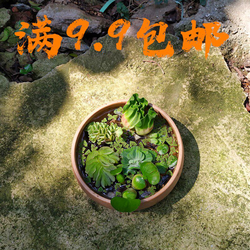 浮萍水草鱼缸造景水生植物一叶莲碗莲水培铜钱草迷你绿植创意盆栽