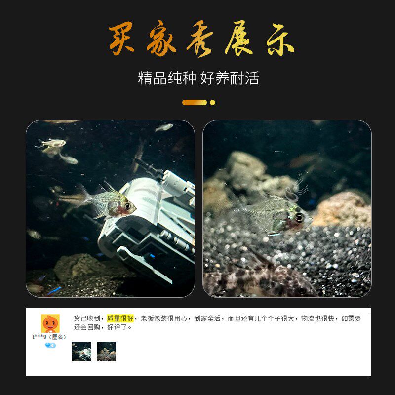玻璃拉拉鱼玻璃猫热带观赏鱼透明的鱼拉拉玻璃活体小型鱼水族好养