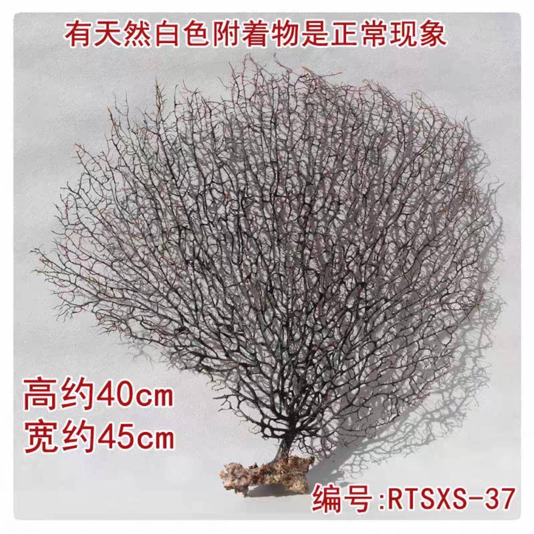 冷菜装饰天然珊瑚树意境真珊瑚海铁树酒店创意摆盘垫盘珊瑚枝装饰