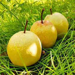 陕西乾县泔河酥梨糖梨蜜梨甜梨水果梨子甘河酥梨现发冰糖雪梨大果