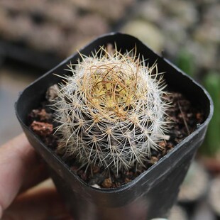 混乱玉 实生仙人球新品开花美观智利球属好养易度夏仙人掌多肉