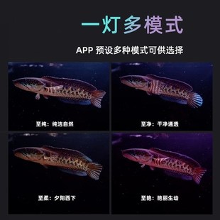 魔点XC系列鱼缸显色灯 定时日出日落 增艳防水灯龙鱼发色雷龙缸灯