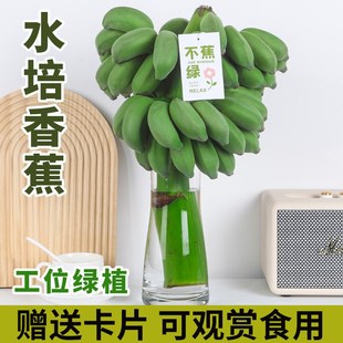 水培植物香蕉禁止蕉绿办公室桌面绿植香蕉树盆栽水果可食用插花