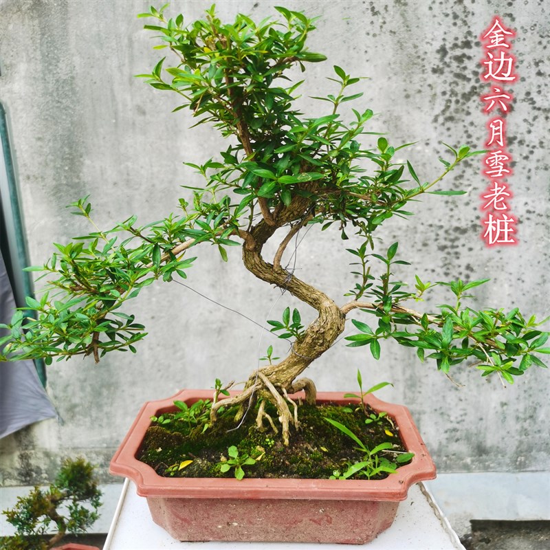 金边六月雪提根盆景老桩造型树花卉 矮霸老根易养悬崖盆栽植物