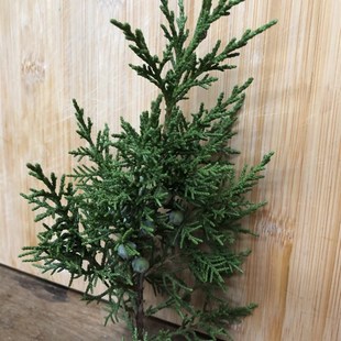 带果带果子带果实柏枝结婚用祝寿喜庆用品新鲜现摘柏树枝百子千孙