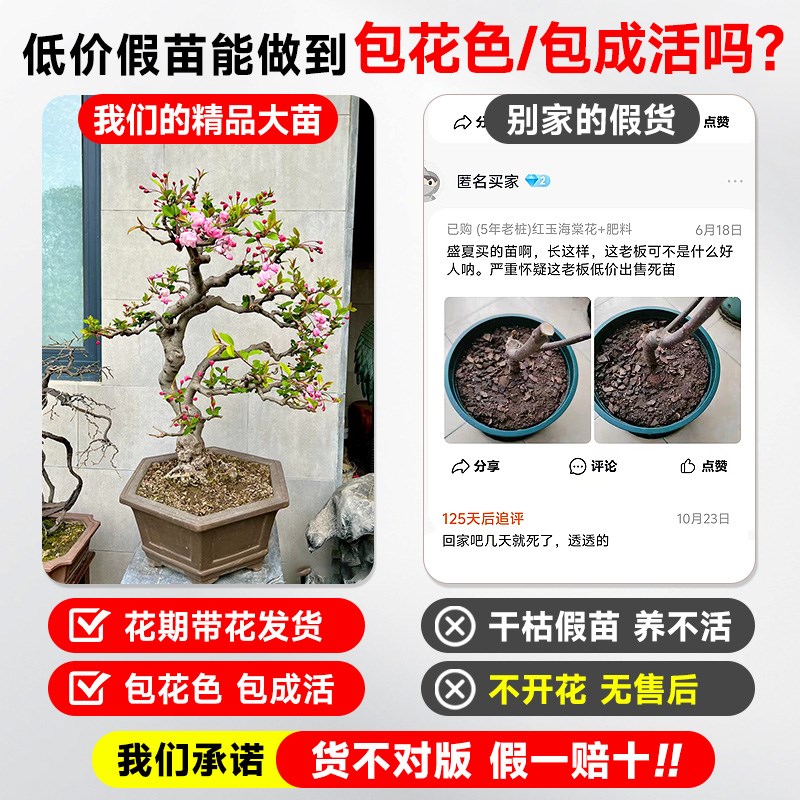 垂丝海棠花盆栽四季开花老桩带花苞盆景树苗室内鲜花卉绿植物好养