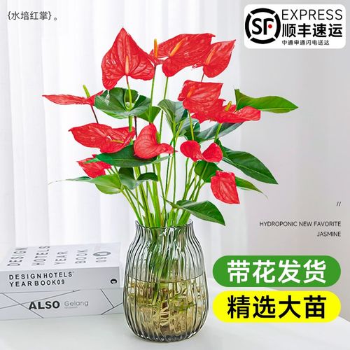红掌水培植物大叶大花盆栽水养小叶粉掌鲜花绿植办公室内好养花卉