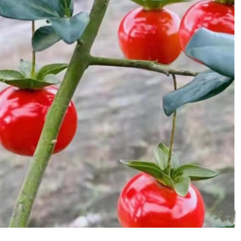 四川金弹子嫁接苗中国红紫阳金丹血红果桌面造型观果盆栽母桩盆景