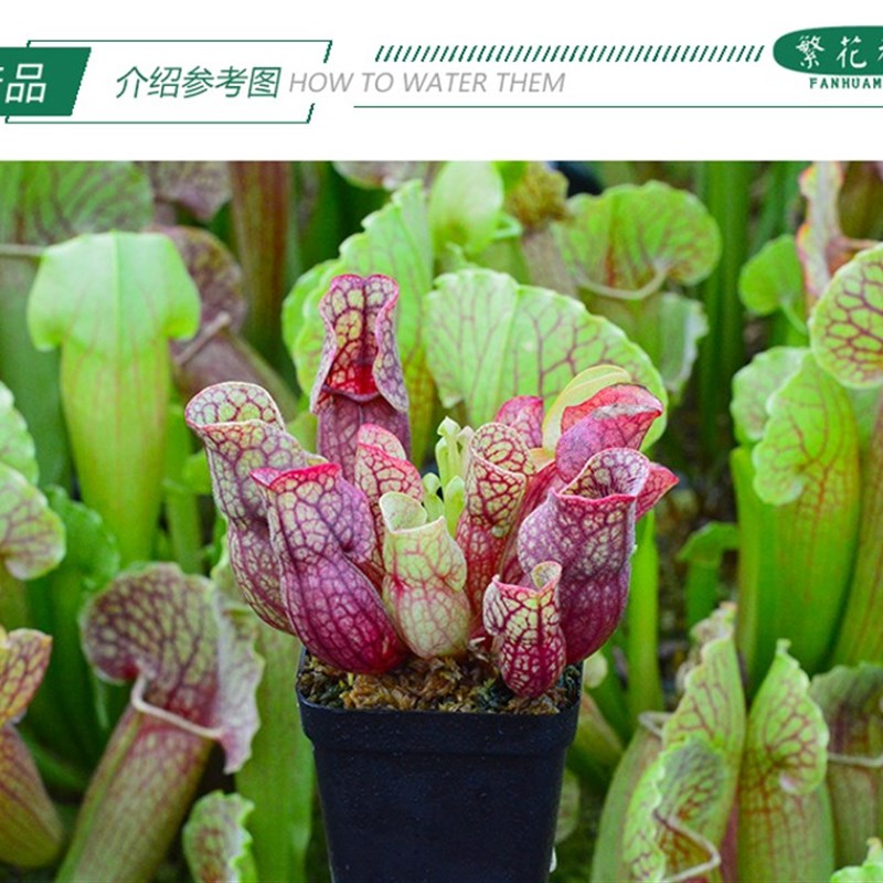 紫色瓶子草【矮胖品种巨型盆栽绿植多肉】