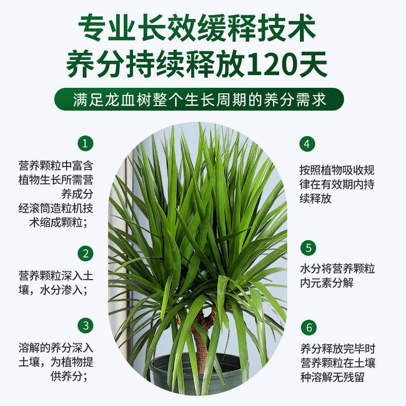 龙血树专用肥料营养液复合肥控释肥颗粒叶子发黄龙须树肥料缓释肥